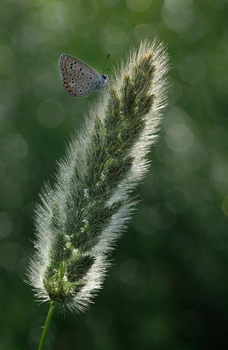 Akin Acar | XF80mmF2.8 R LM OIS WR Macro