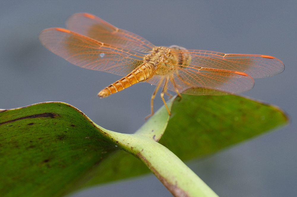 Ari Amphibia | XF70-300mmF4-5.6 R LM OIS WR