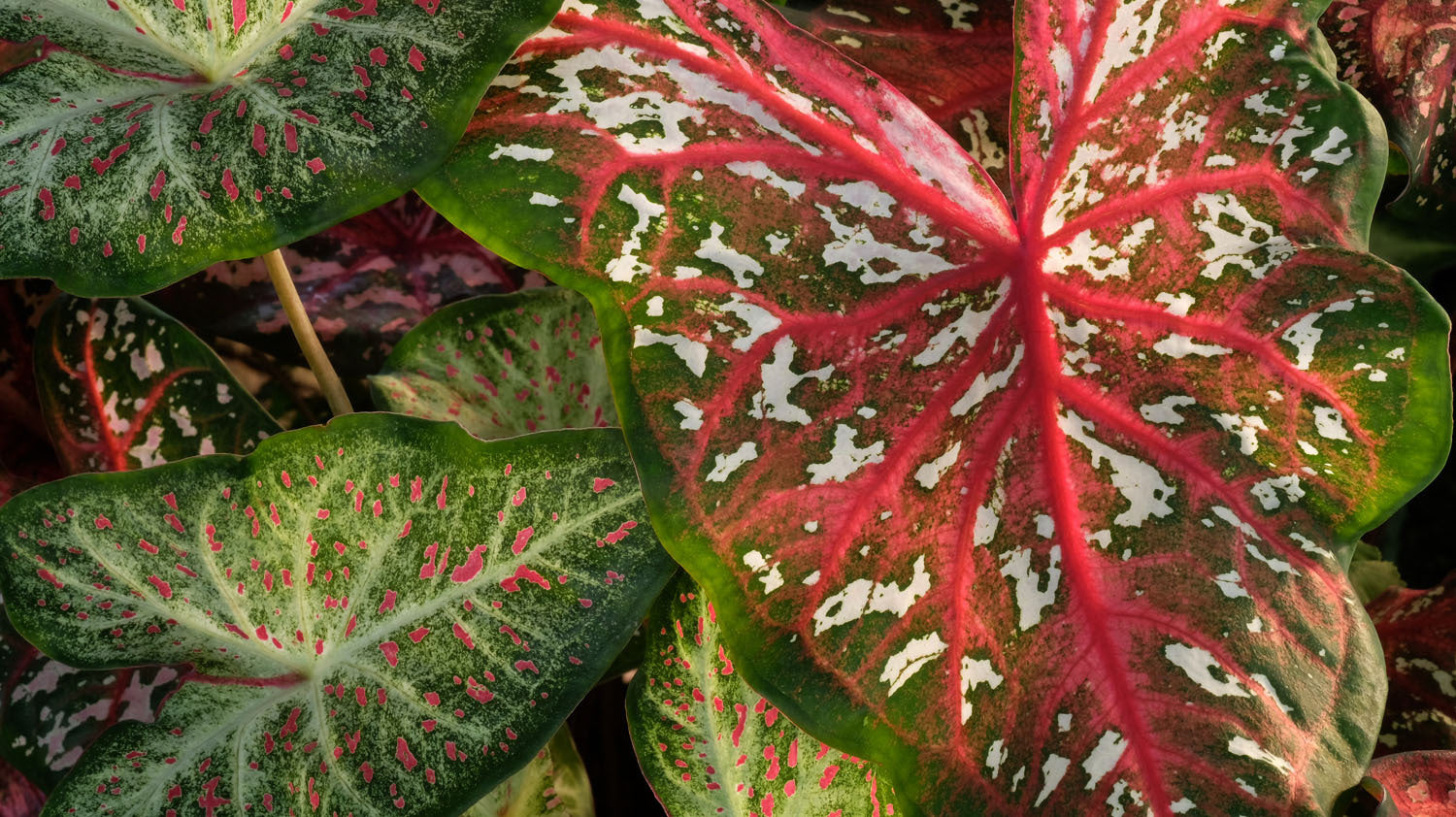 Bill Fortney | XF60mmF2.4 R Macro