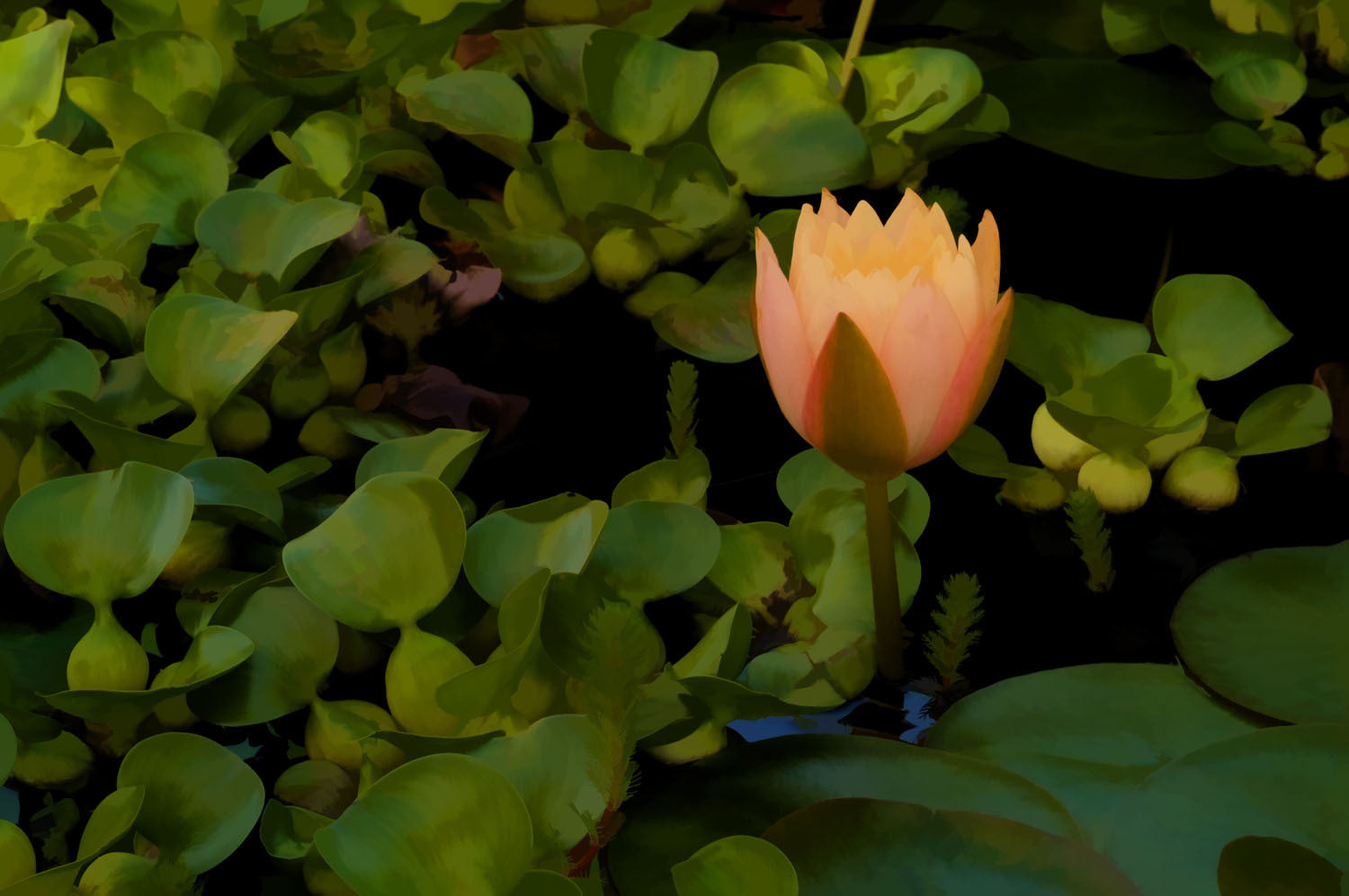 Bill Fortney | XF60mmF2.4 R Macro