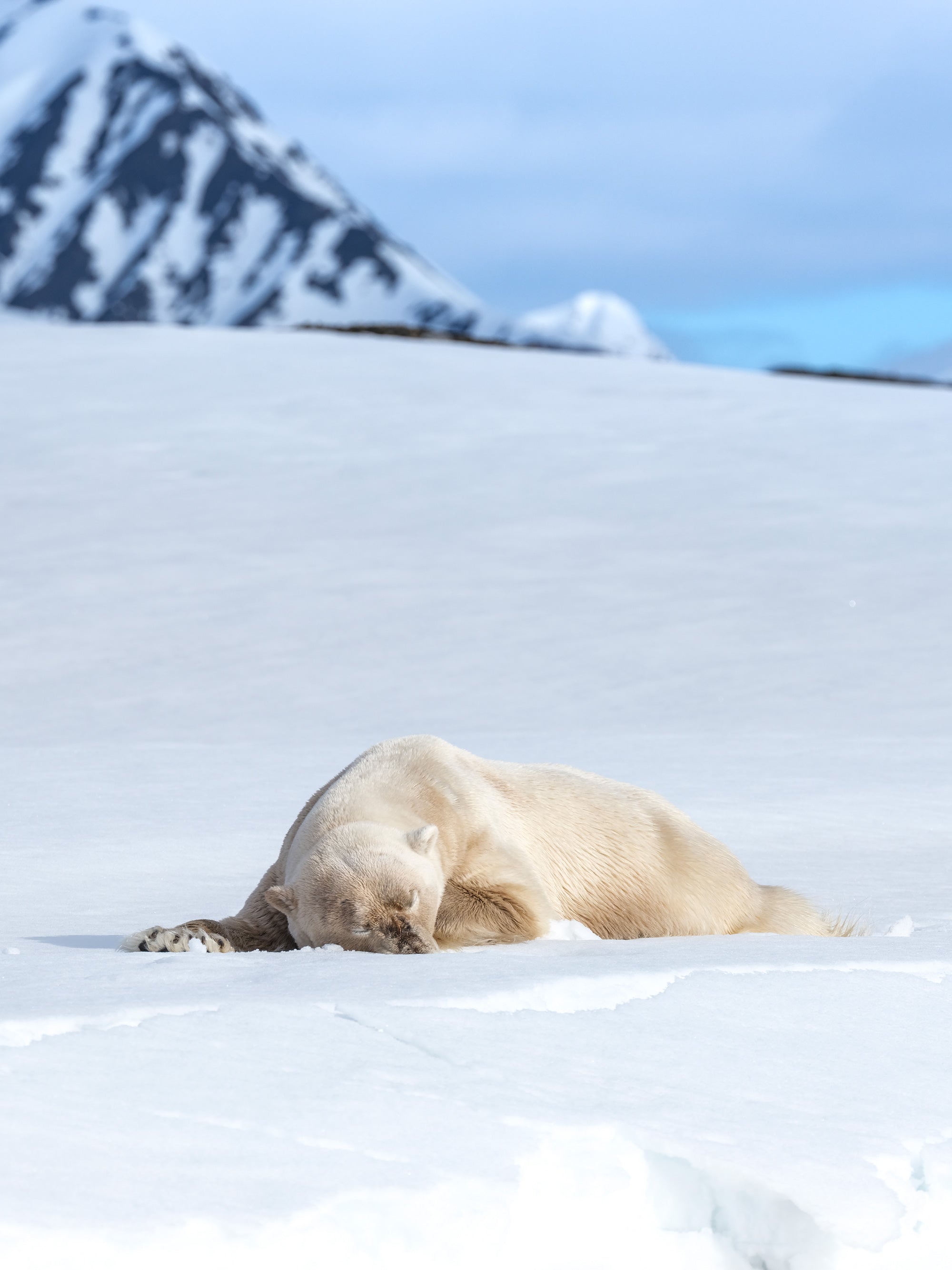 Tommy Simonsen | GFX50S II