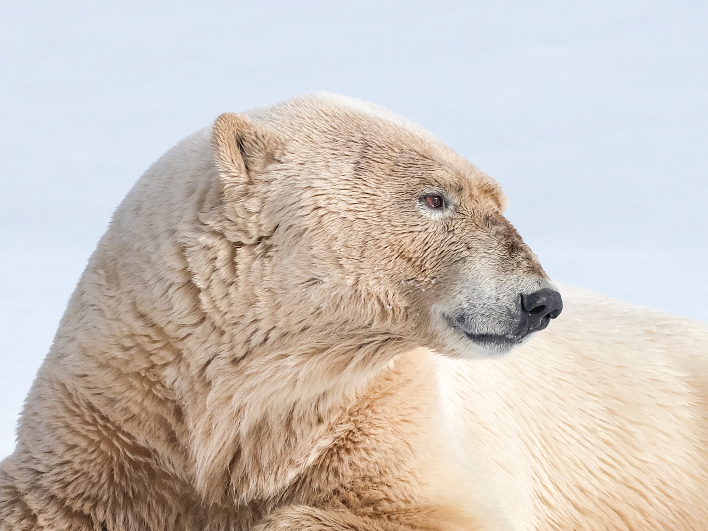 Tommy Simonsen | GFX50S II