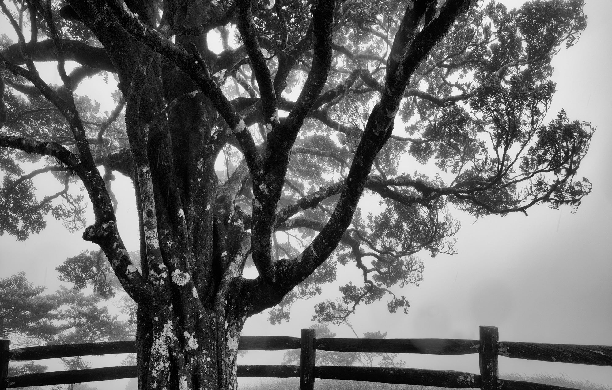 Glenn Mckimmin | GFX100S