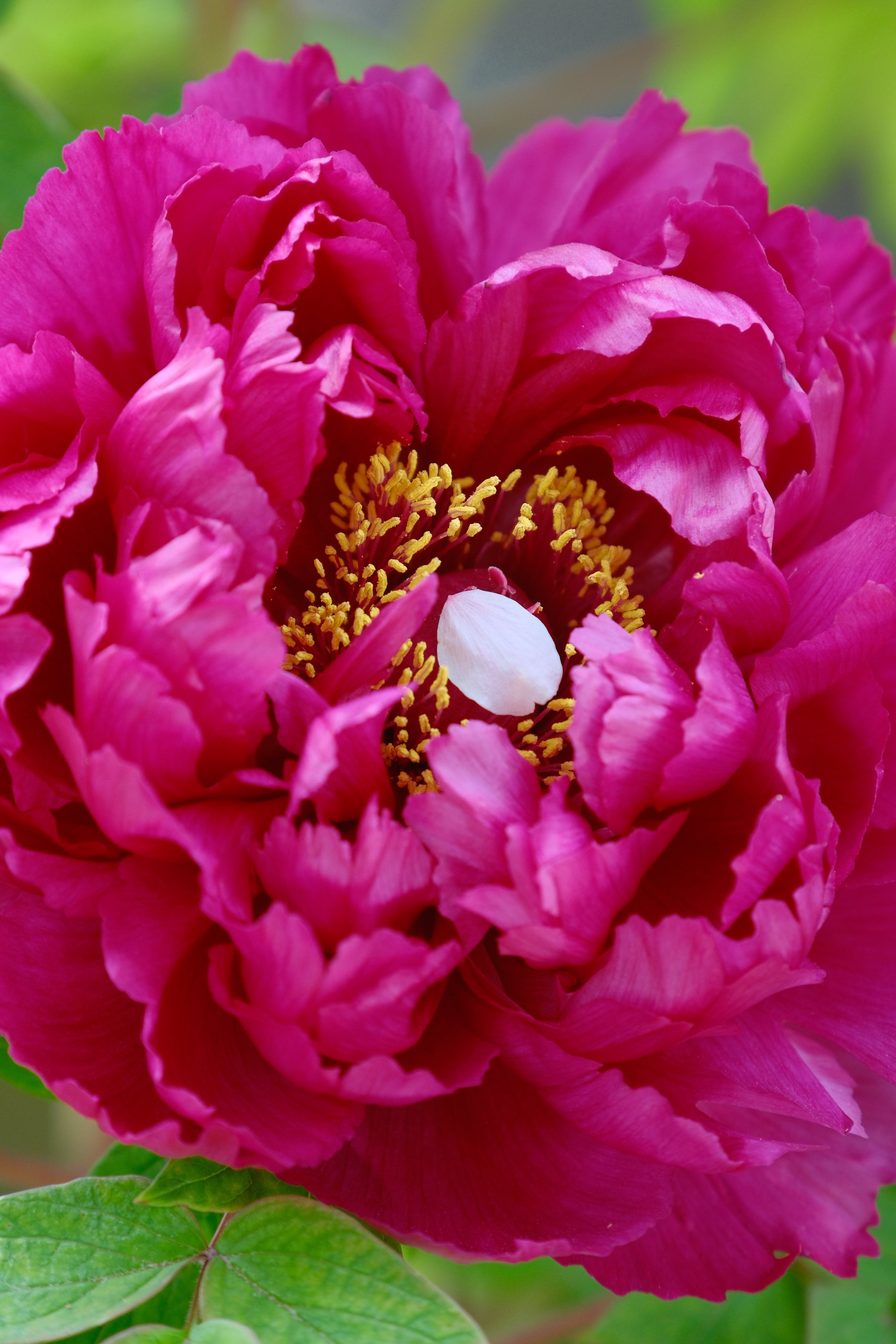 Yukio Uchida | XF18-120mmF4 LM PZ WR