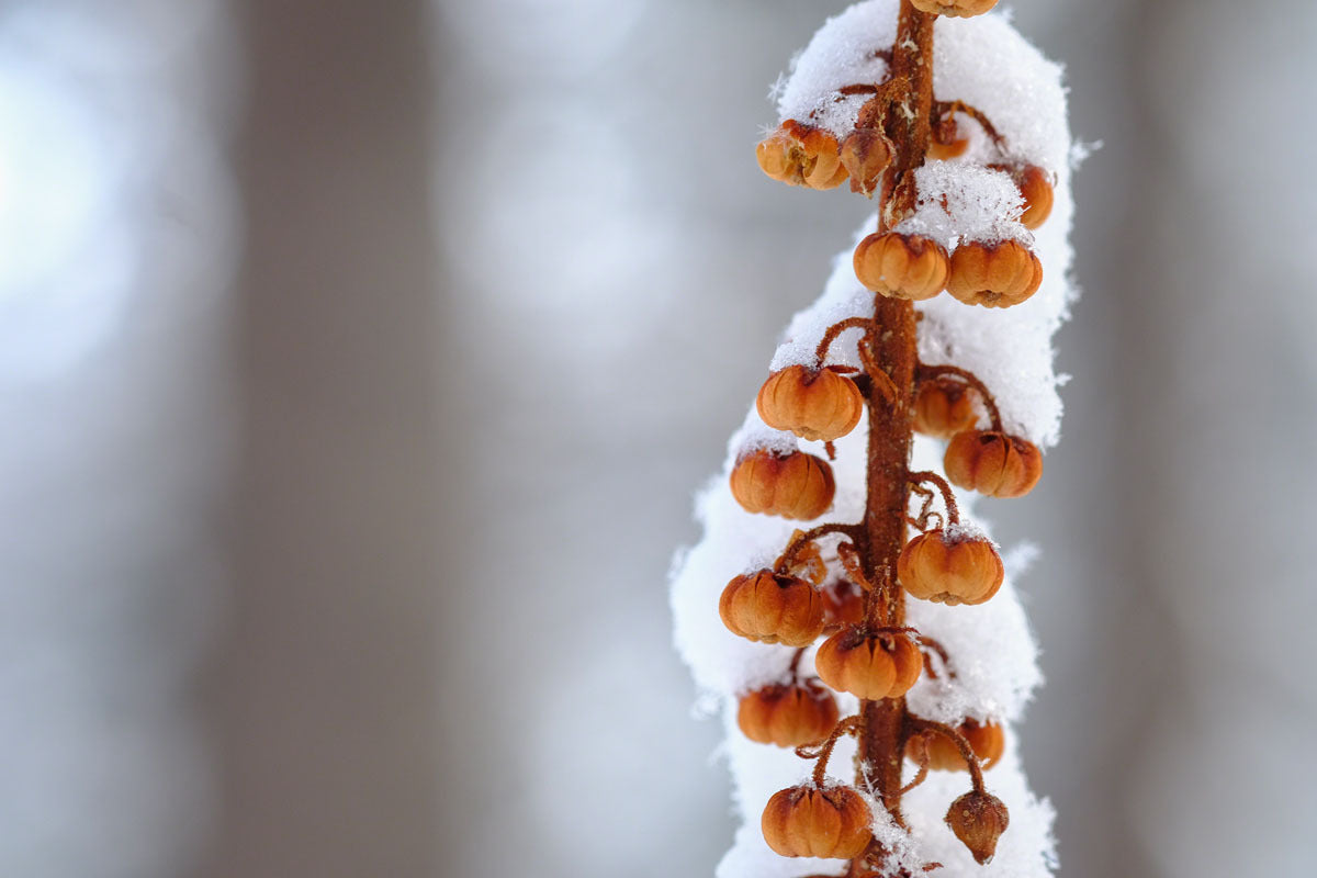 Karen Hutton | XF60mmF2.4 R Macro