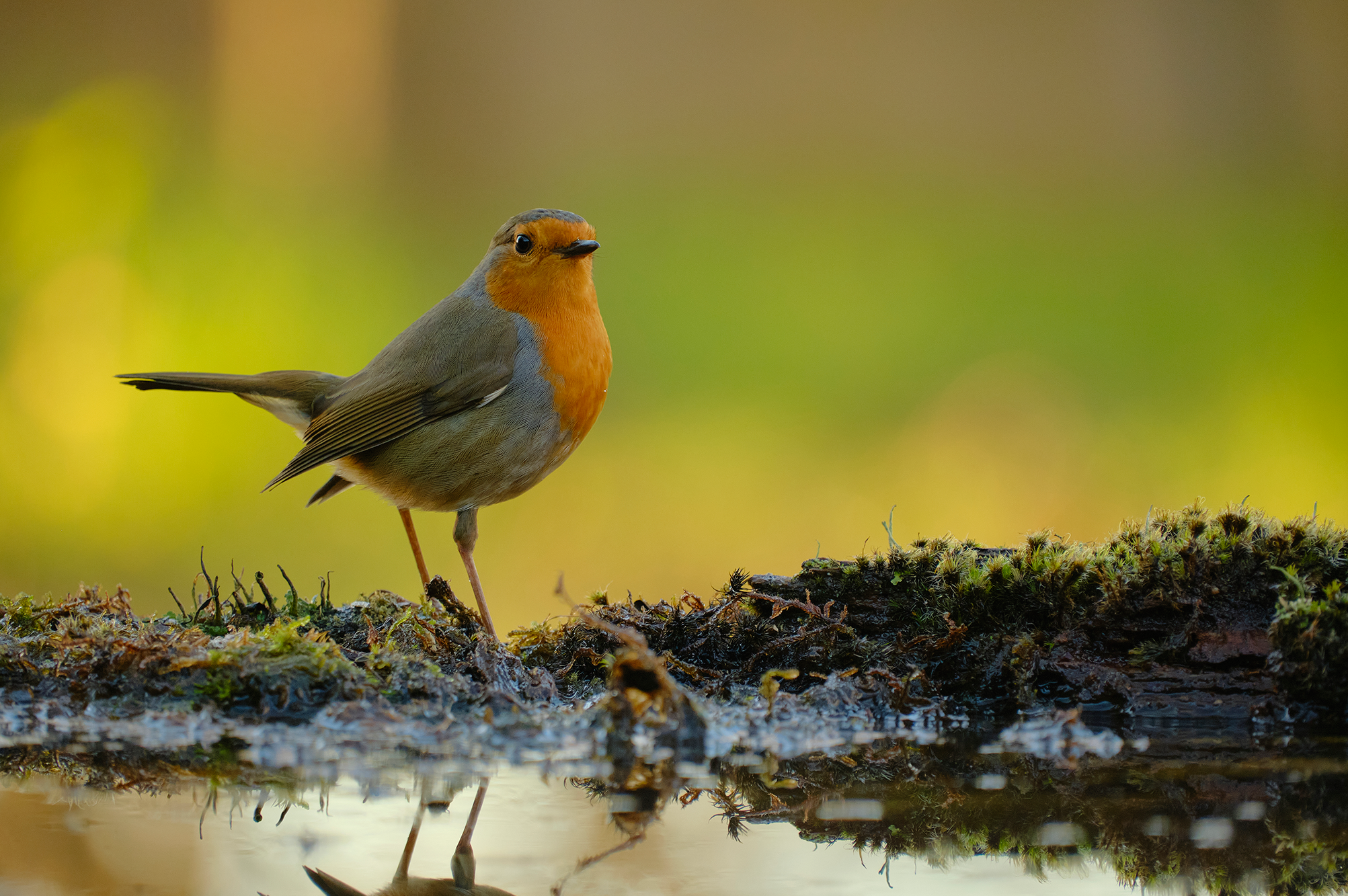 Kiko Arcas | XF70-300mmF4-5.6 R LM OIS WR