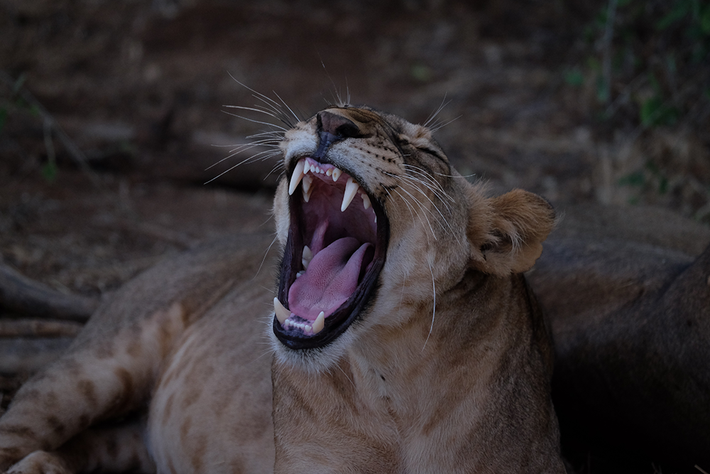 Luca Bracali | XF50-140mmF2.8 R LM OIS WR