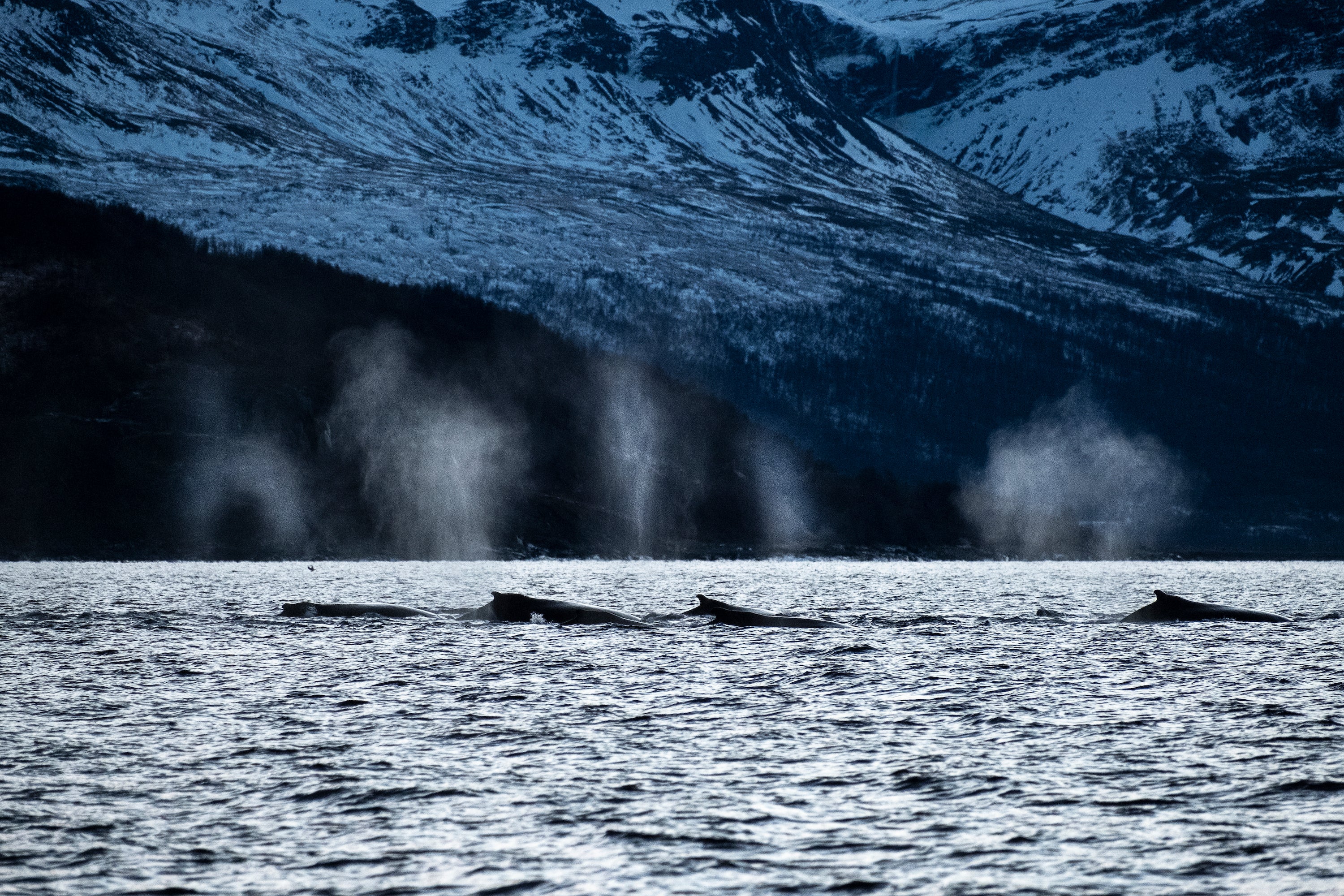 Tommy Simonsen | XF70-300mmF4-5.6 R LM OIS WR