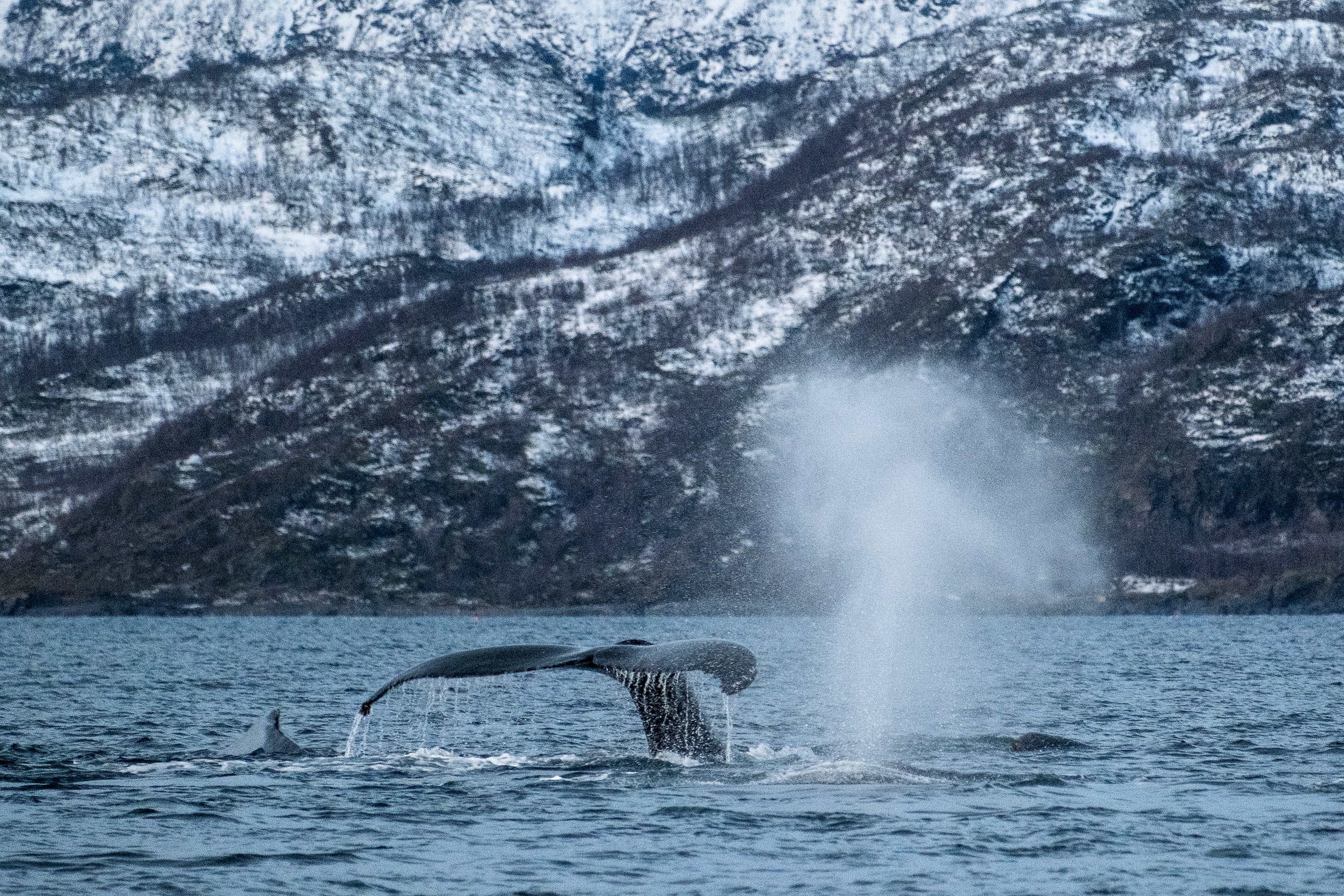 Tommy Simonsen | XF70-300mmF4-5.6 R LM OIS WR