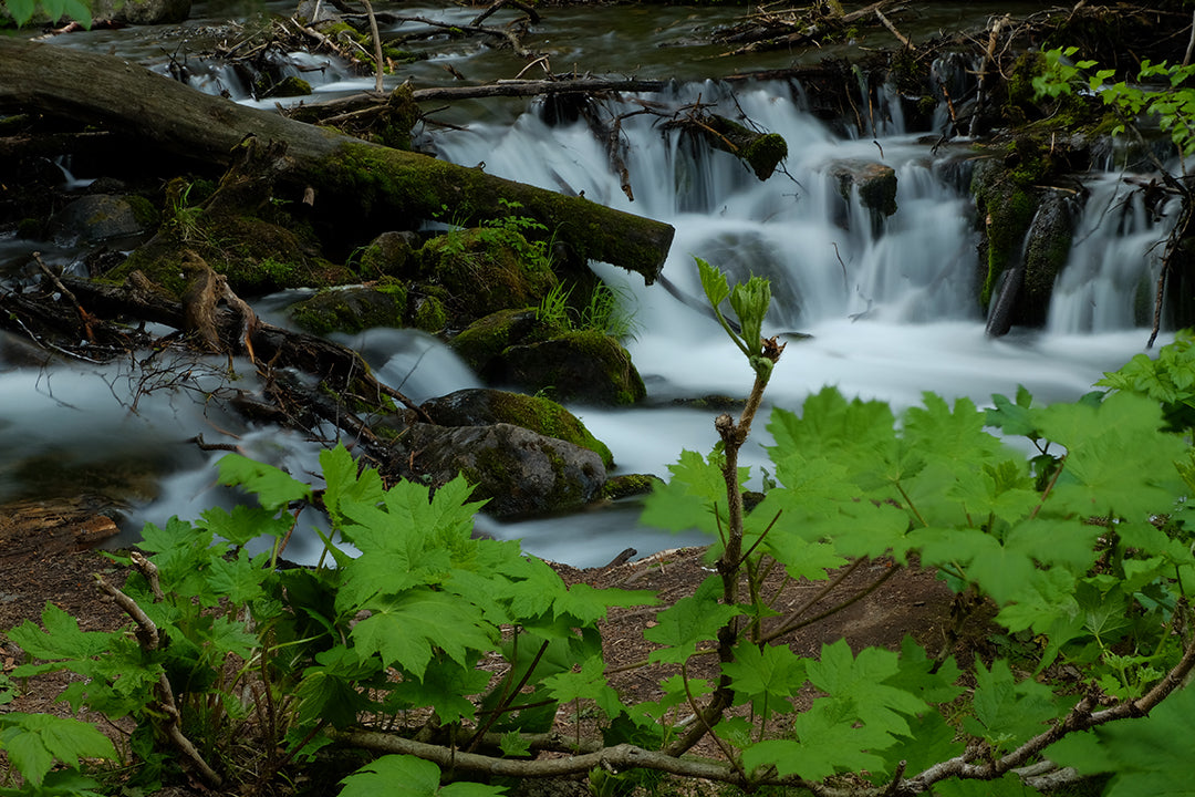 Dan Bailey | XF18-135mmF3.5-5.6 R OIS WR