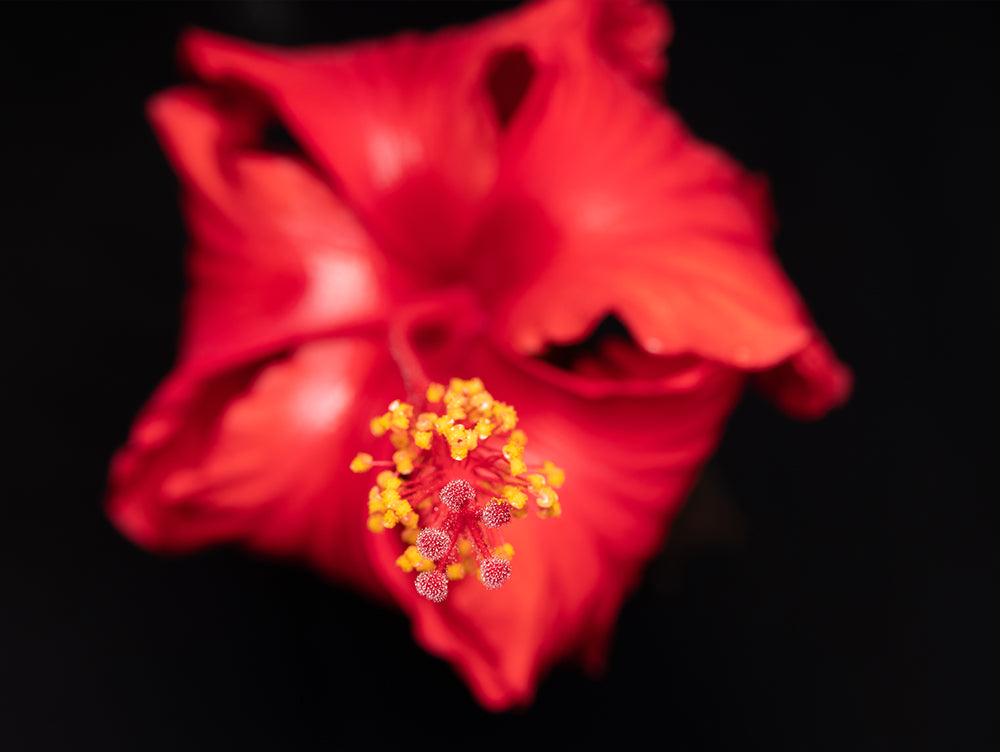 Prasanth Gulfu | GF120mmF4 R LM OIS WR Macro