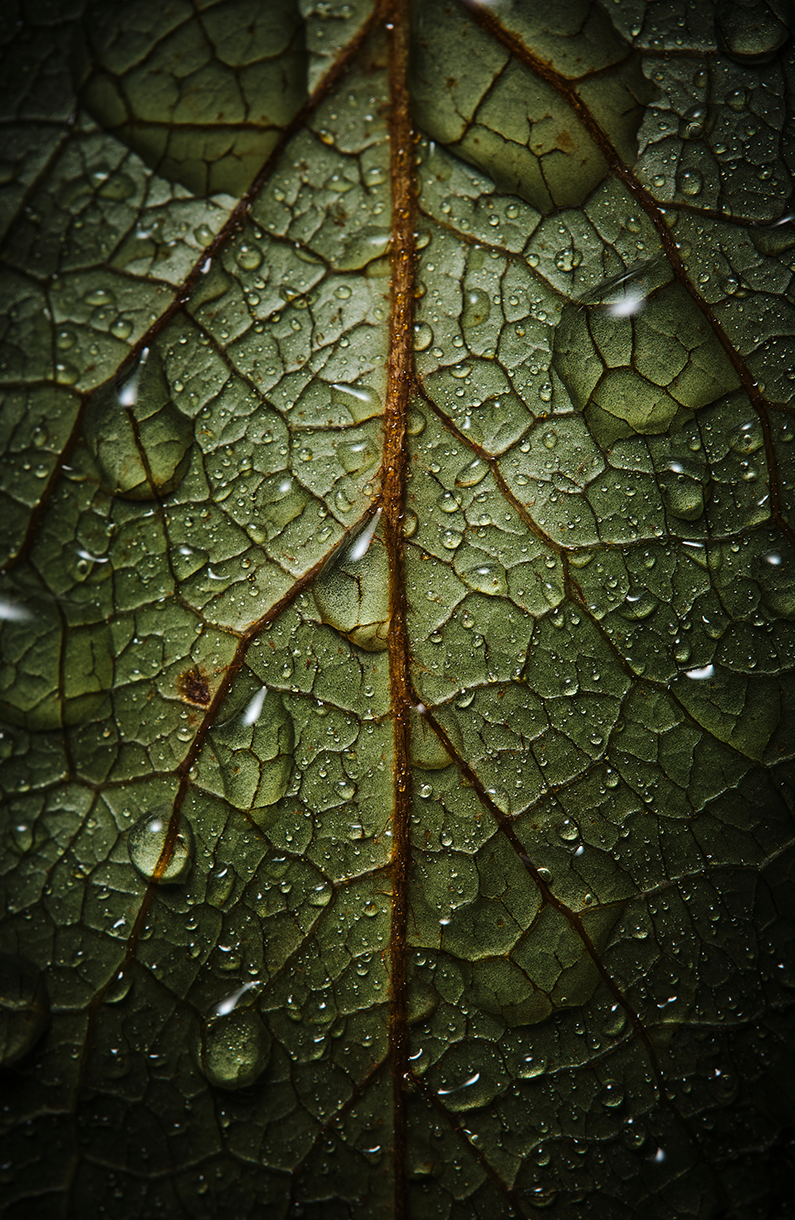 Jonathan Bielaski | XF80mmF2.8 R LM OIS WR Macro