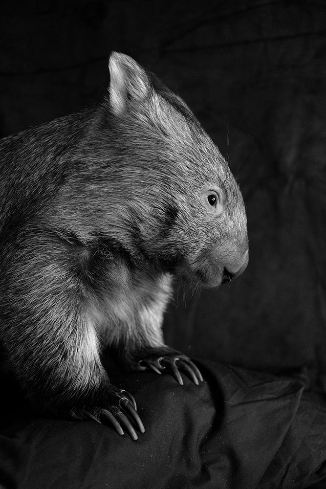 Megan Lewis | XF27mmF2.8 R WR