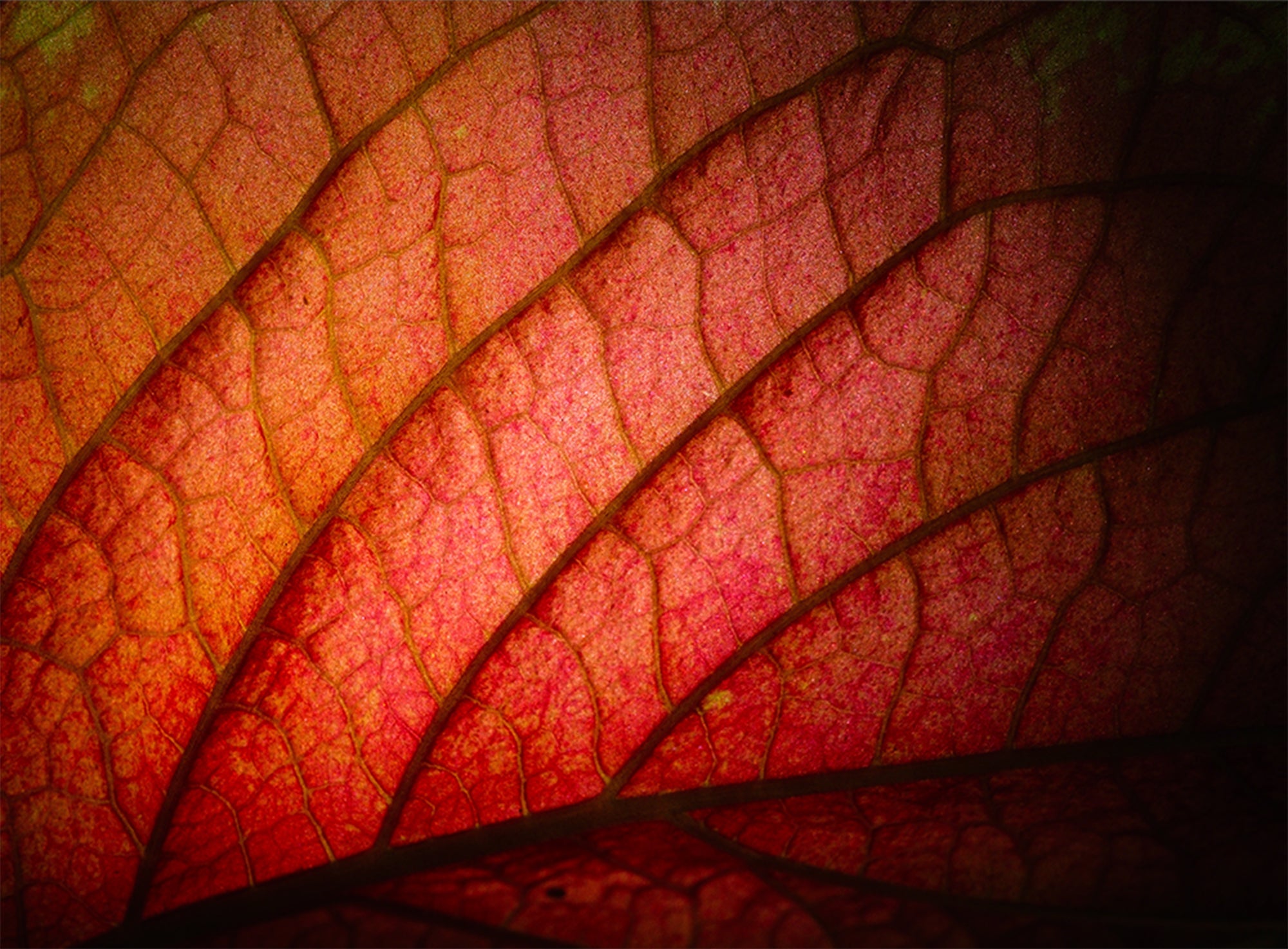 Karen Hutton | XF 30MM F2.8 R LM WR MACRO