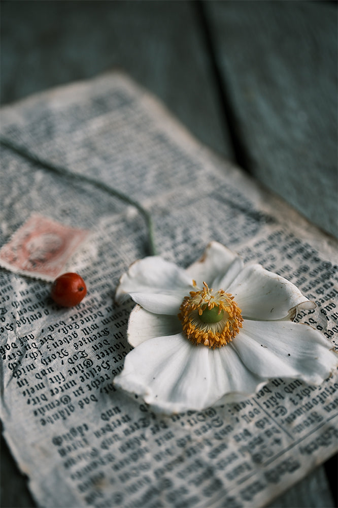 Yoko Okamoto | XF 30MM F2.8 R LM WR MACRO