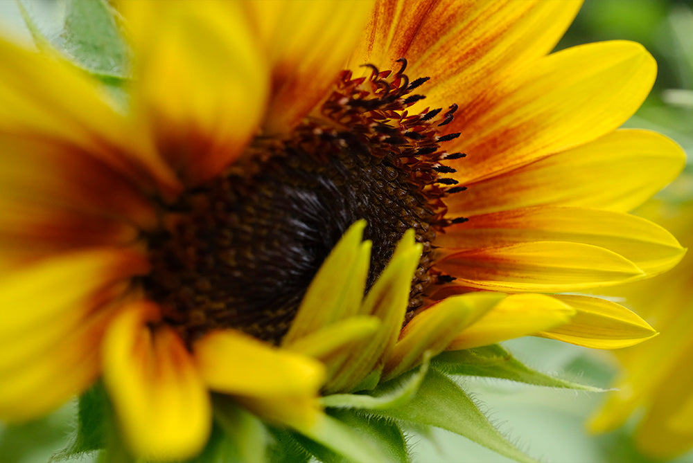 Yoko Okamoto | XF 30MM F2.8 R LM WR MACRO