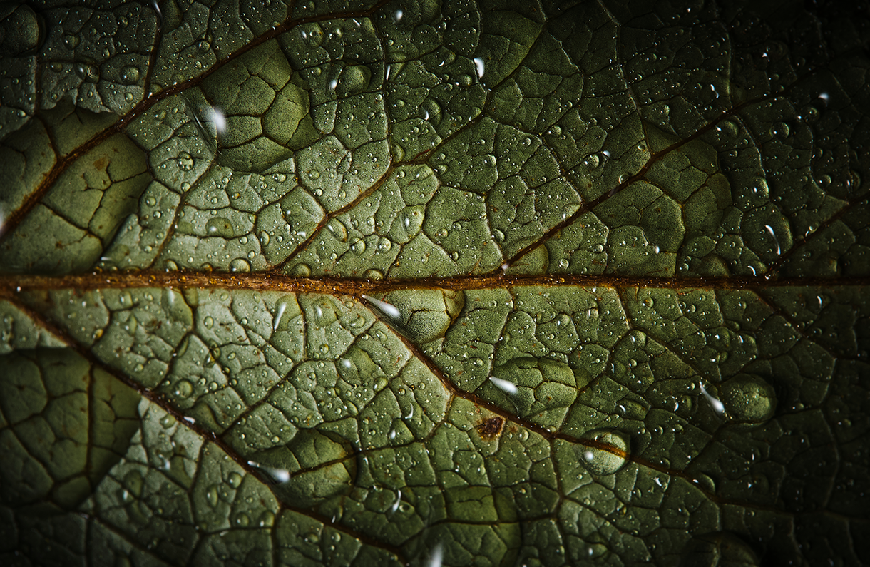 Jonathan Bielask | XF 80mm F2.8 R LM OIS WR Macro
