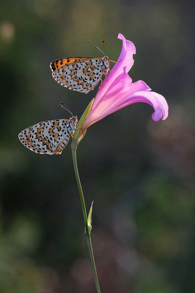 Akin Acar | XF80mmF2.8 R LM OIS WR Macro